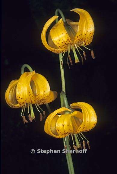 lilium kelleyanum 4 graphic